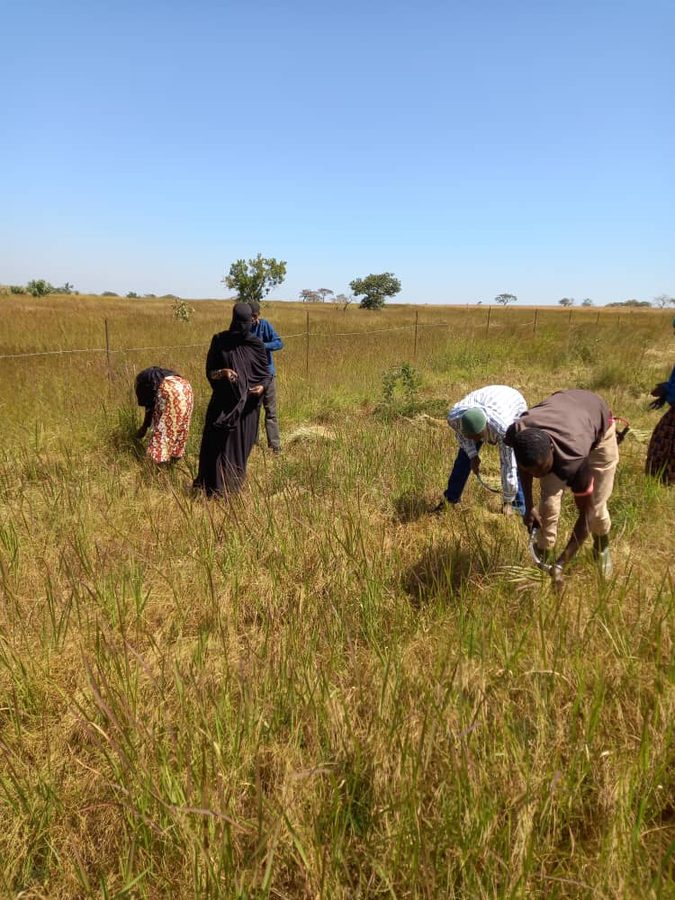 Farmers harvesting fonio in Guinea