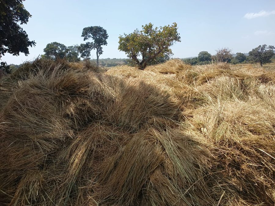 Harvested fonio bundles