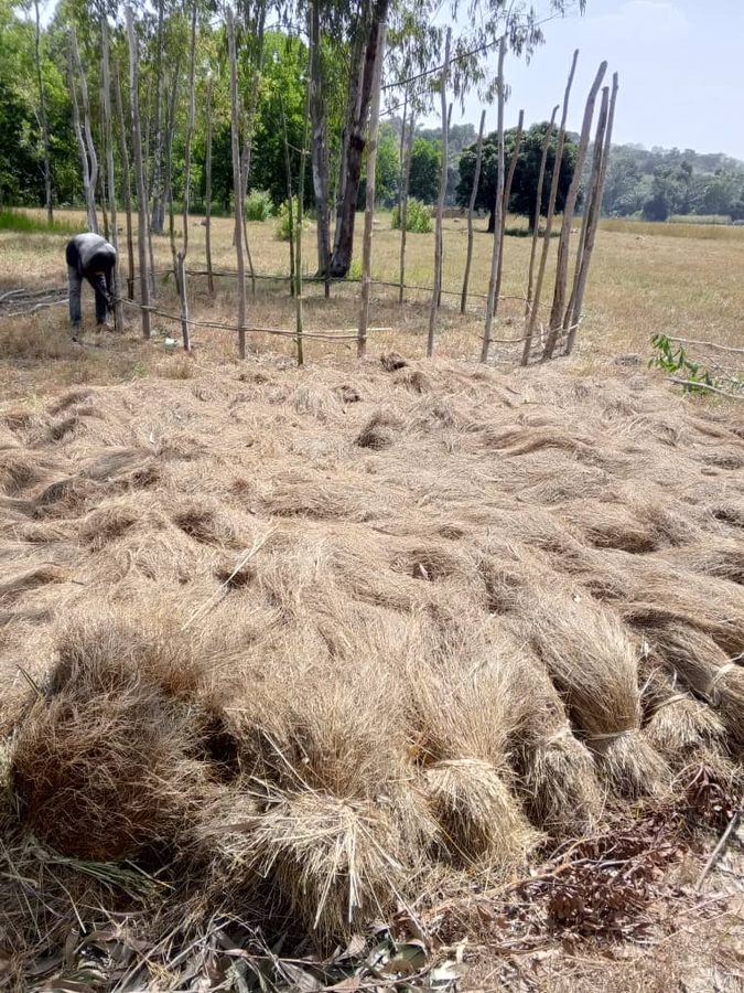 Fonio drying