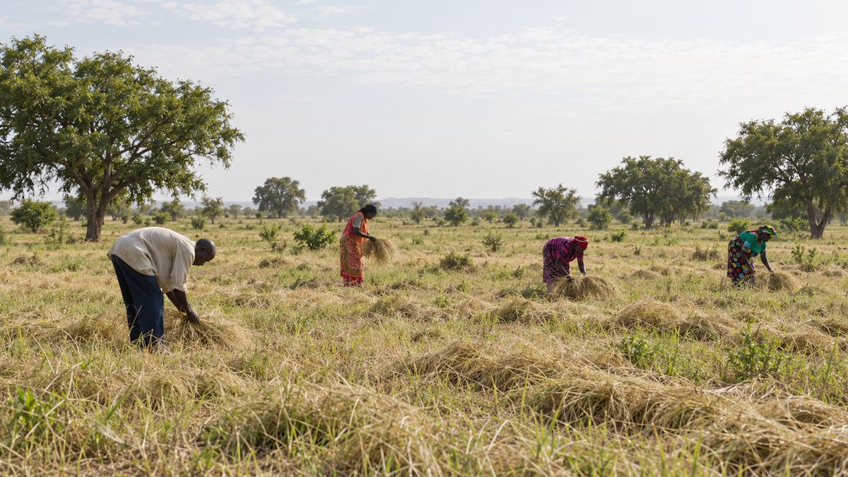 Farmers hand-harvesting fonio across an open field