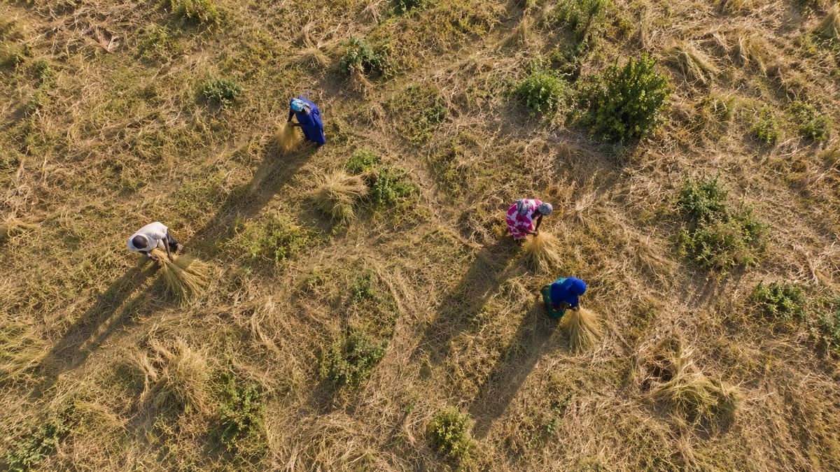Aerial view of farmers harvesting fonio